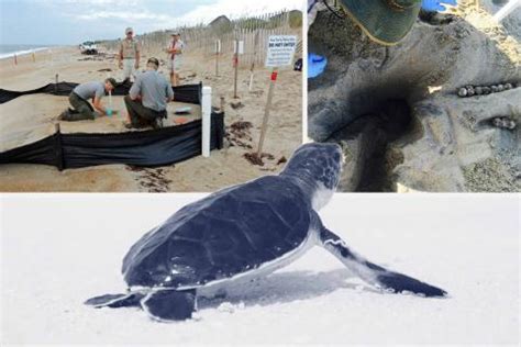 Sensor Disguised as a Sea Turtle Egg Predicts 